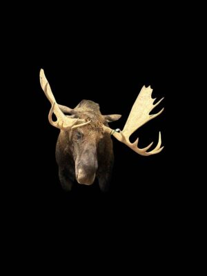 bull-moose-shoulder-mount-taxidermy-british-columbia