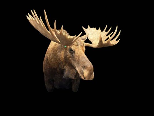 bull-moose-shoulder-mount-taxidermy-british-columbia