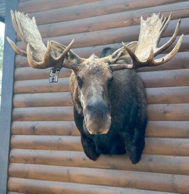 bull-moose-shoulder-mount-taxidermy-british-columbia