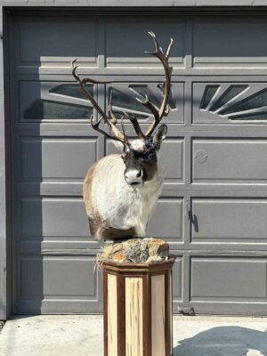 caribou-shoulder-mount-taxidermy-british-columbia