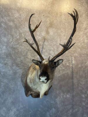 caribou-shoulder-mount-taxidermy-british-columbia