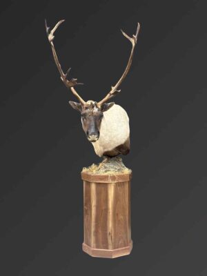 caribou-shoulder-mount-taxidermy-british-columbia-pedestal