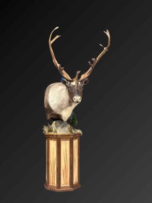 caribou-shoulder-mount-taxidermy-british-columbia-pedestal