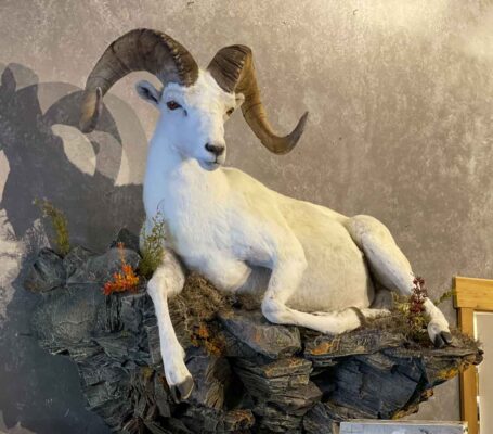 dall-sheep-laying-down-lifesize-mount-ray-wiens-taxidermy-bc