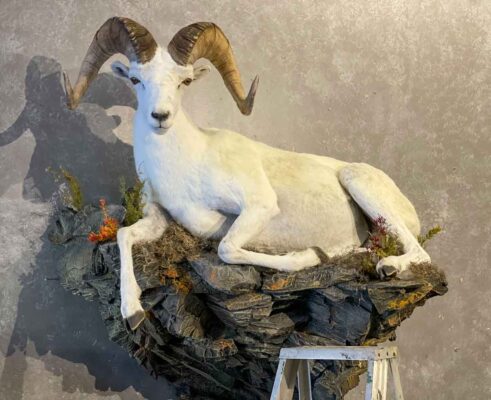 dall-sheep-laying-down-lifesize-mount-ray-wiens-taxidermy-bc