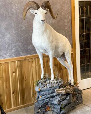 dall-sheep-lifesize-taxidermy-british-columbia