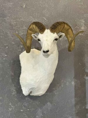 dalls-sheep-shoulder-mount-taxidermy-british-columbia