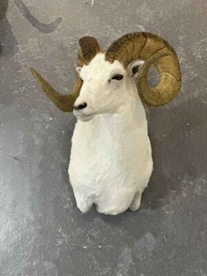 dalls-sheep-shoulder-mount-taxidermy-british-columbia