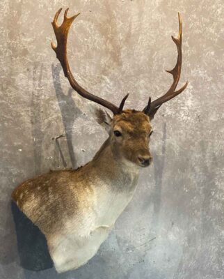 exotic-deer-mount-taxidermy-british-columbia