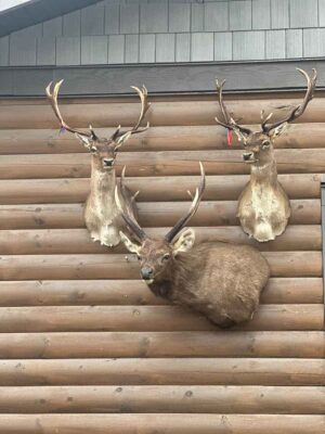 exotic-deer-mount-taxidermy-british-columbia