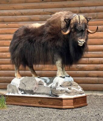 exotic-horned-lifesize-mount-ray-wiens-taxidermy-bc