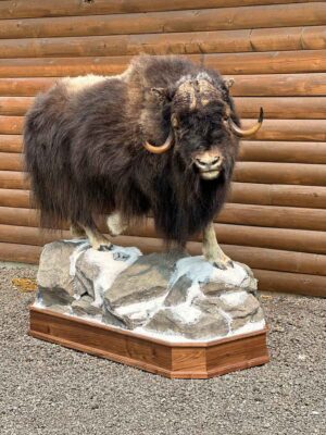 exotic-horned-lifesize-mount-ray-wiens-taxidermy-bc