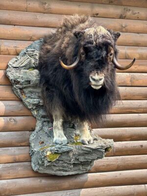 exotic-horned-taxidermy-british-columbia