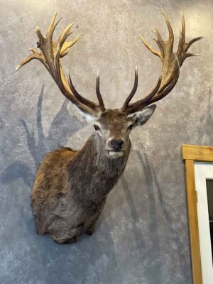 exotic-horned-taxidermy-british-columbia