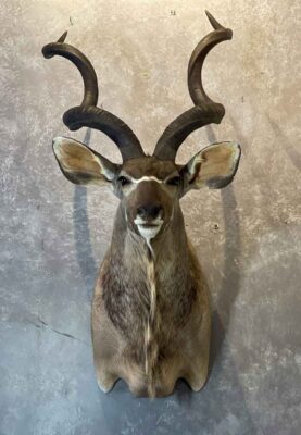 exotic-horned-taxidermy-british-columbia