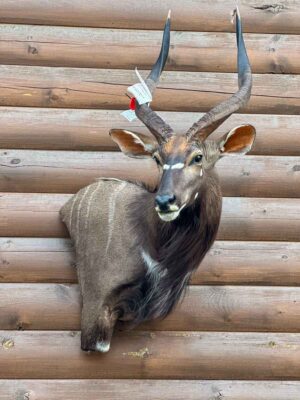 exotic-horned-taxidermy-british-columbia