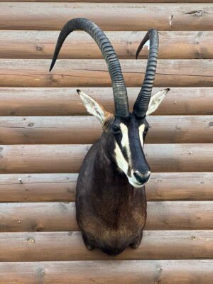 exotic-horned-taxidermy-british-columbia