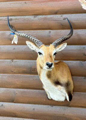 exotic-horned-taxidermy-british-columbia