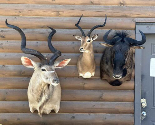 exotic-horned-taxidermy-british-columbia