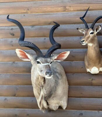 exotic-horned-taxidermy-british-columbia