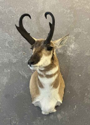 exotic-horned-taxidermy-british-columbia