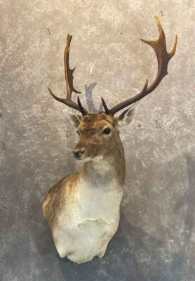 exotic-horned-taxidermy-british-columbia