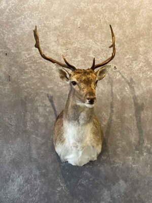 exotic-horned-taxidermy-british-columbia