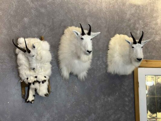 goat-shoulder-and-pack-mount-taxidermy-british-columbia