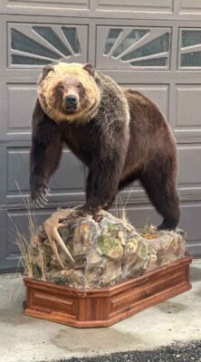 lifesize-grizzly-bear-taxidermy-british-columbia