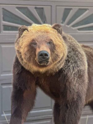 lifesize-grizzly-bear-taxidermy-british-columbia