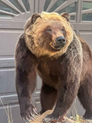 lifesize-grizzly-bear-taxidermy-british-columbia