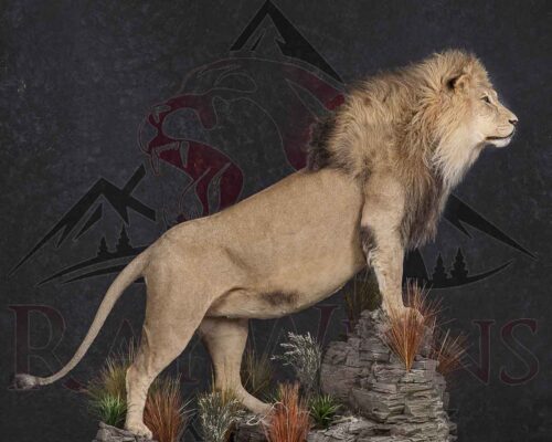 lifesize-lion-mount-taxidermy-british-columbia