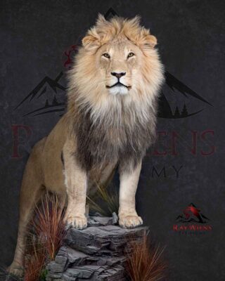 lifesize-lion-mount-taxidermy-british-columbia