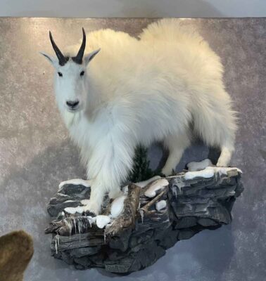 lifesize-mountain-goat-taxidermy-british-columbia