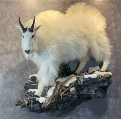 lifesize-mountain-goat-taxidermy-british-columbia