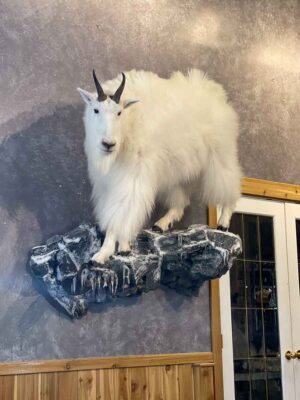 lifesize-mountain-goat-taxidermy-british-columbia