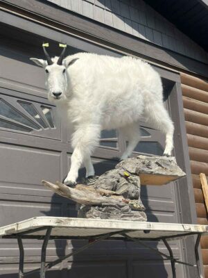 lifesize-mountain-goat-taxidermy-british-columbia