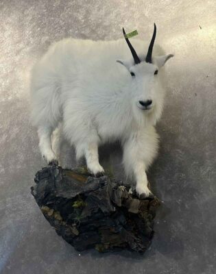 mountain-goat-lifesize-wall-mount-ray-wiens-taxidermy-bc