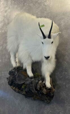 mountain-goat-lifesize-wall-mount-ray-wiens-taxidermy-bc