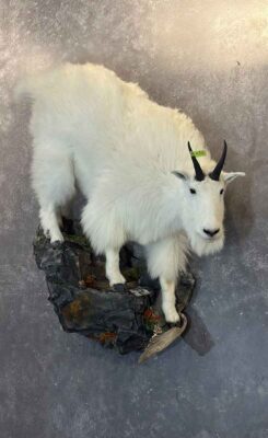 mountain-goat-lifesize-wall-mount-ray-wiens-taxidermy-bc