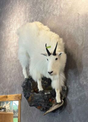 mountain-goat-lifesize-wall-mount-ray-wiens-taxidermy-bc