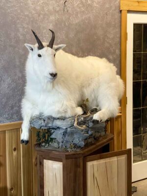 mountain-goat-pedestal-ray-wiens-taxidermy-bc