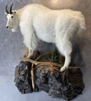 mountain-goat-lifesize-wall-mount-ray-wiens-taxidermy-bc