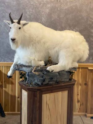 mountain-goat-pedestal-ray-wiens-taxidermy-bc