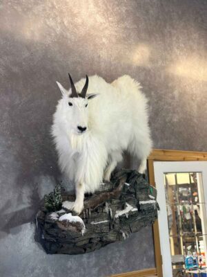 mountain-goat-lifesize-wall-mount-ray-wiens-taxidermy-bc