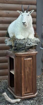 mountain-goat-pedestal-ray-wiens-taxidermy-bc