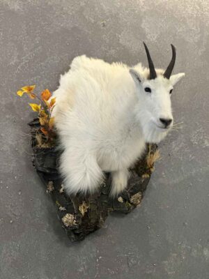 shoulder-mount-mountain-goat-ray-wiens-taxidermy-bc