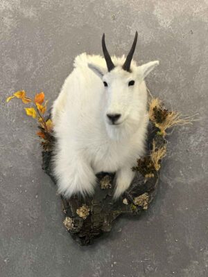 shoulder-mount-mountain-goat-ray-wiens-taxidermy-bc