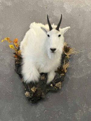 shoulder-mount-mountain-goat-ray-wiens-taxidermy-bc