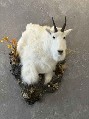 shoulder-mount-mountain-goat-ray-wiens-taxidermy-bc